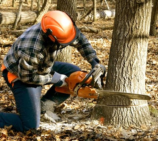Tree Removal in Bigfoot, TX